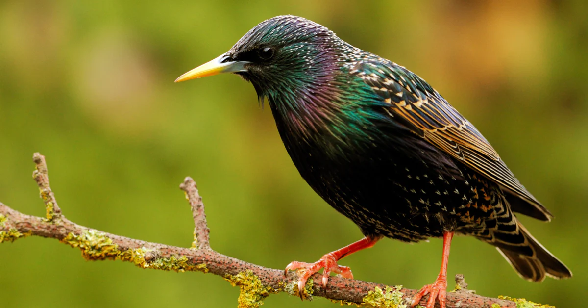 A European Starling perched on a garden perch, showing the individual bird in detail